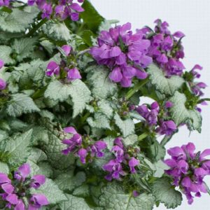 Lamium - Quart - Image 1