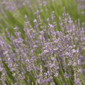 Lavender - #1 - Image 1