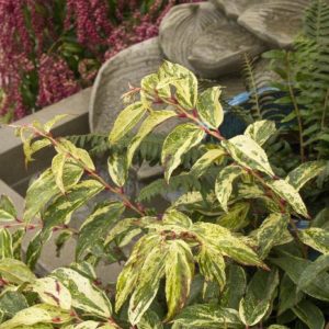 Leucothoe - Rainbow (Various Sizes) - Image 1