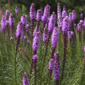 Liatris - Kobold #1 - Image 1