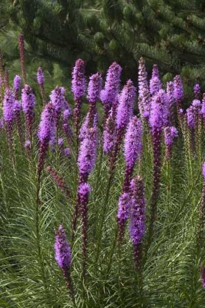 Liatris 2