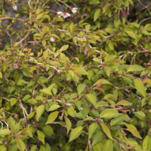 Little Twist Cherry #7 and #10 - Image 1