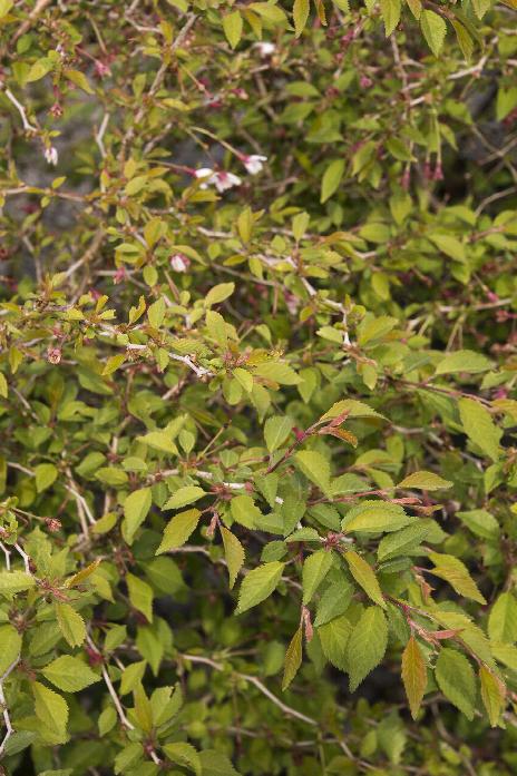 Little Twist Cherry #7 and #10 - Jerry’s Landscape Nursery