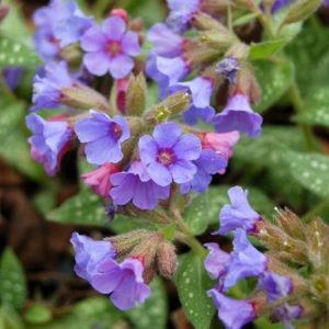 Lungwort #1 - Image 1