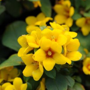Lythrum - Morden's Gleam #1 - Image 1
