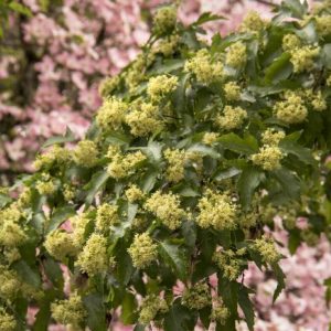 Maple - Amur #5 - Image 1