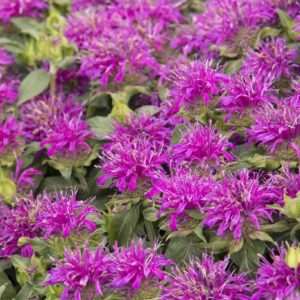 Monarda - Purple #1 - Image 1