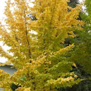 Parrotia Persica #15 - Image 1