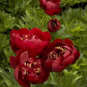 Peony - Red #2 - Image 1