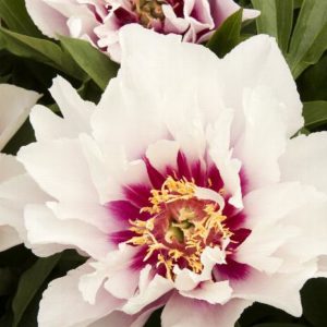 Peony - White #2 - Image 1