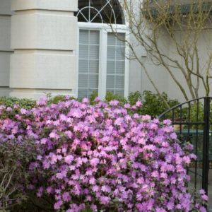 Rhododendron - P.J.M. (Various Sizes) - Image 1