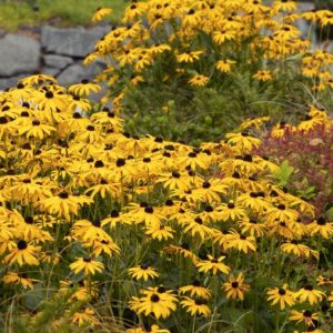 Rudbeckia - Quart - Image 1
