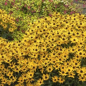 Rudbeckia - Little GoldStar #1 - Image 1