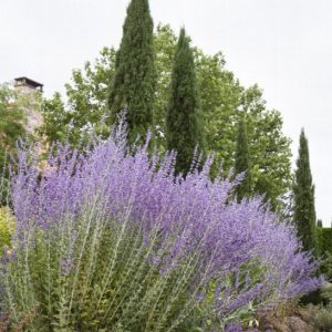 Russian Sage #1 - Image 1