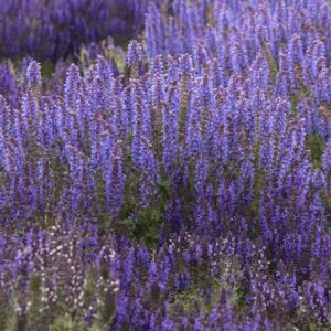 Salvia - Marcus #1 - Image 1