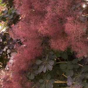 Smokebush - Royal Purple #5 - Image 1