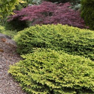 Spruce - Bird Nest #3 - Image 1