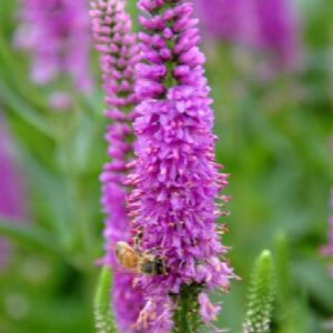 Veronica - Pink #1 - Image 1