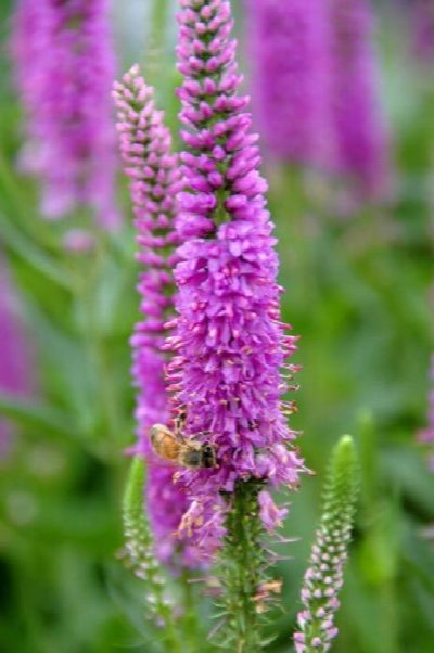 Spiked Speedweell Flower with Honeybee with selective depth of field.