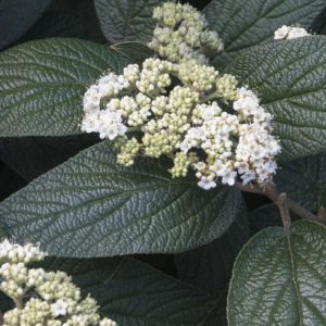 Viburnum - Alleghany (Various Sizes) - Image 1