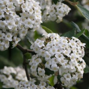 Viburnum - Burkwoodi (Various Sizes) - Image 1