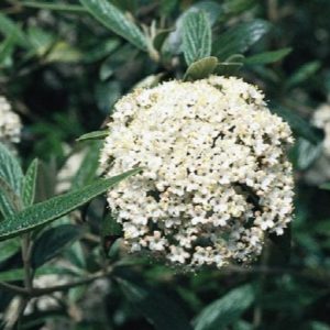 Viburnum - Pragense (Various Sizes) - Image 1