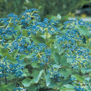 Viburnum - Blue Muffin (Various Sizes) - Image 1