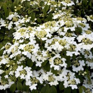 Viburnum - Summer Snowflake #5 - Image 1