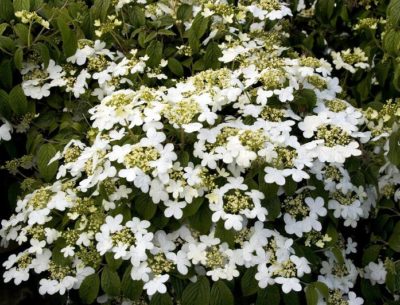Viburnum summer snowflake
