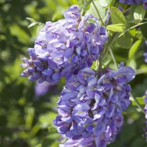 Wisteria - Purple (Various Sizes) - Image 1