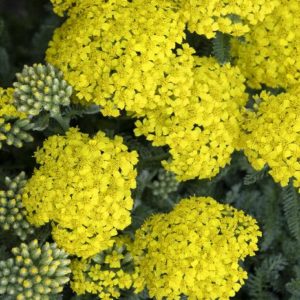 Yarrow - Yellow #1 - Image 1