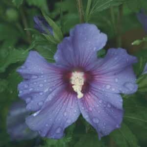 Althea - Blue #5 - Image 1