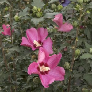 Althea - Pink #5 - Image 1