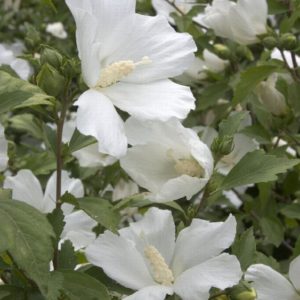 Althea - White #5 - Image 1