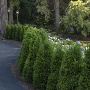 Arborvitae - Emerald Green (Various Sizes) - Image 1