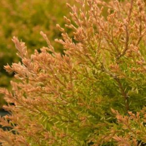 Arborvitae - Fire Chief #2/#3 - Image 1