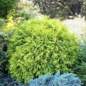 Arborvitae - Golden Globe #5 - Image 1