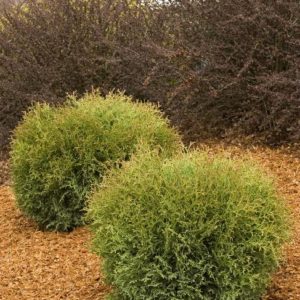 Arborvitae - Hetz Midget #3 - Image 1