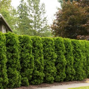 Arborvitae - Holmstrup Eastern #5 - Image 1