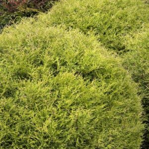 Arborvitae - Mr. Bowling Ball #3 - Image 1