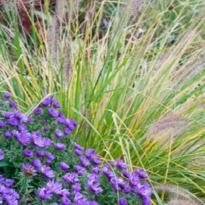Aster - Purple Dome #1 - Image 1