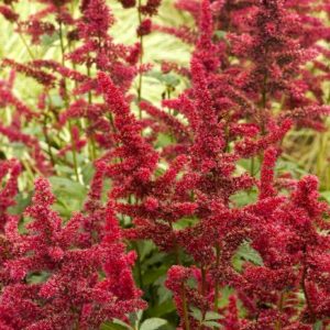 Astilbe - Red #1 - Image 1