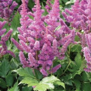 Astilbe - Visions #1 - Image 1