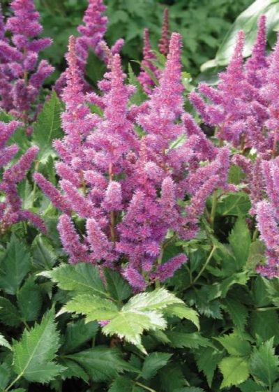 astilbe visions