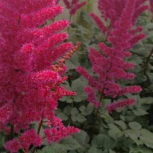 Astilbe - Visions In Red #1 - Image 1