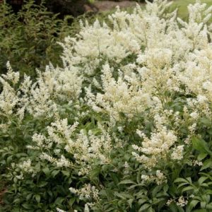 Astilbe - White #1 - Image 1