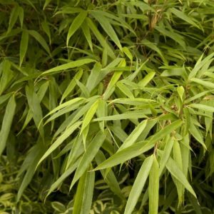 Bamboo - #5 - Image 1