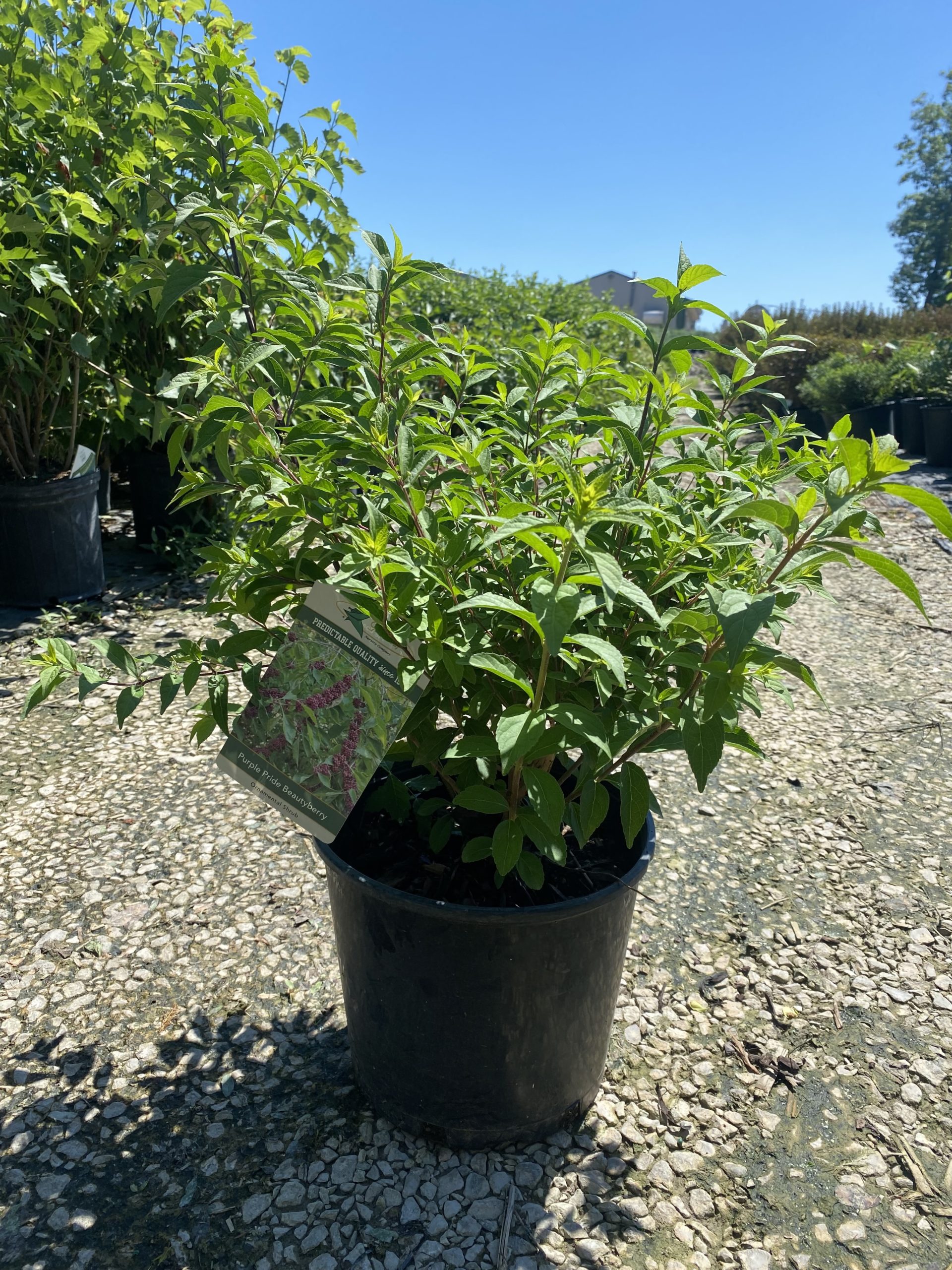 Beautyberry Bush 3 and 5 Jerry's Landscape Nursery