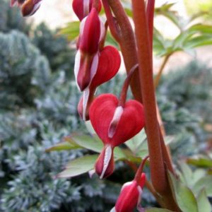 Bleeding Heart #1 - Image 1