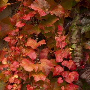 Boston Ivy #1 - Image 1